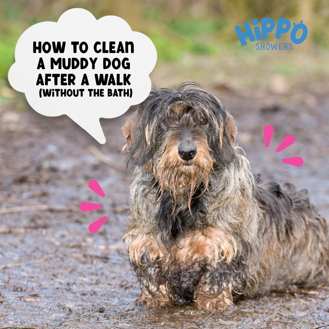 How to clean a muddy dog after a walk (without the bath)