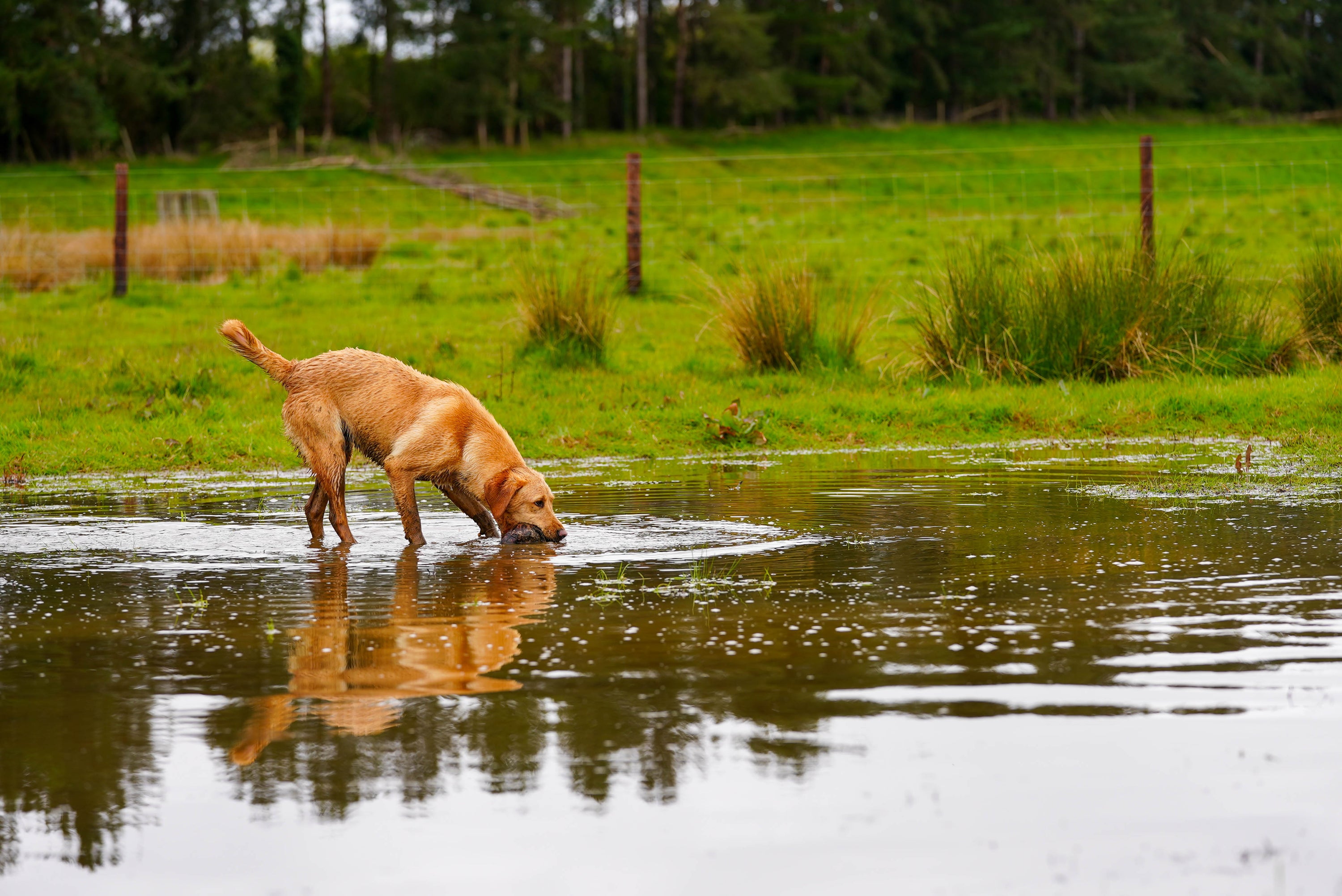 Dog drinking water from a pond in a grassy field