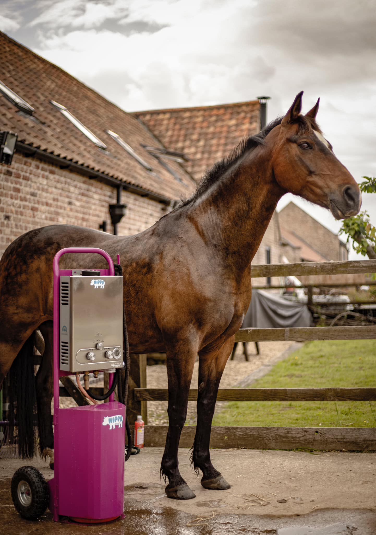 Horse standing next to a pink hippo horse shower in an outdoor setting with a building in the background.