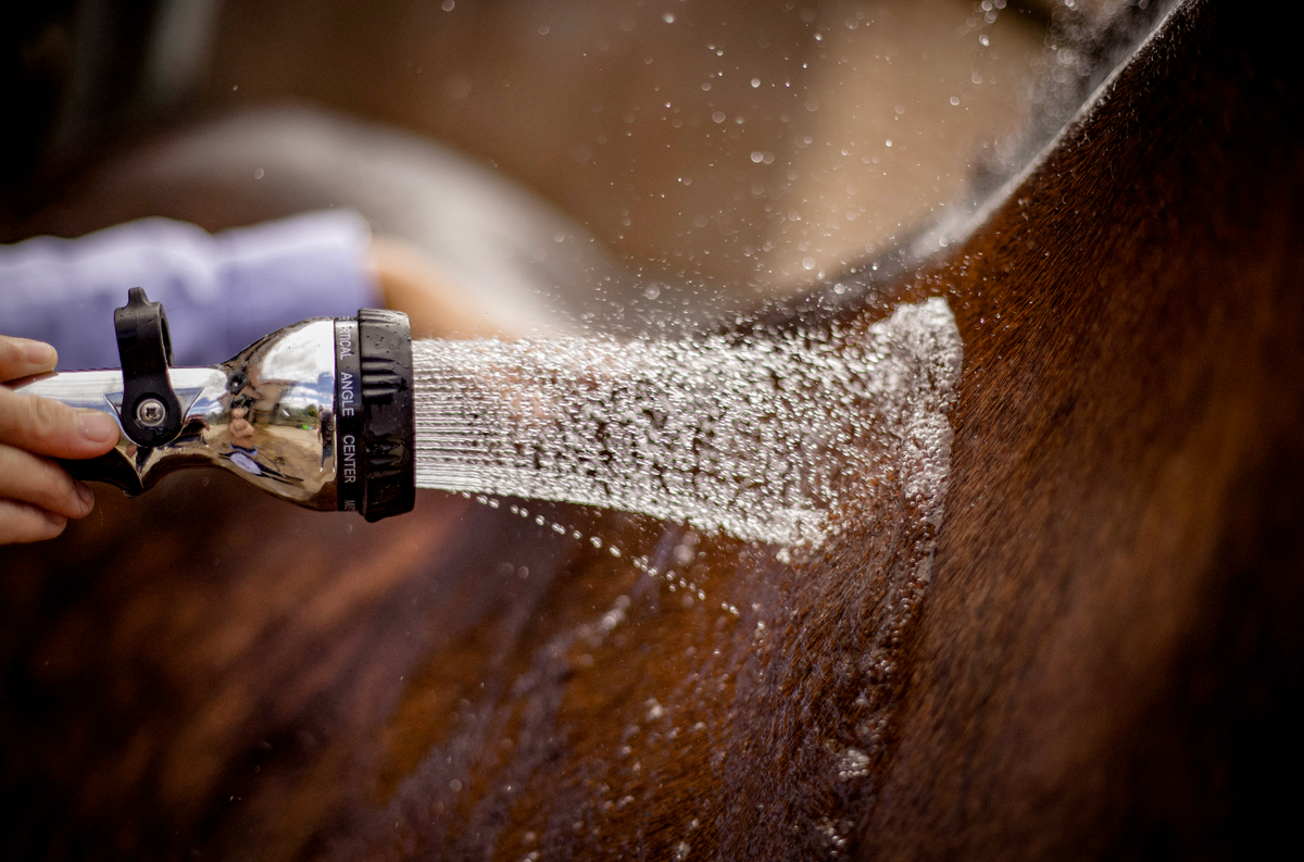 Hippo MammothFlow Hose